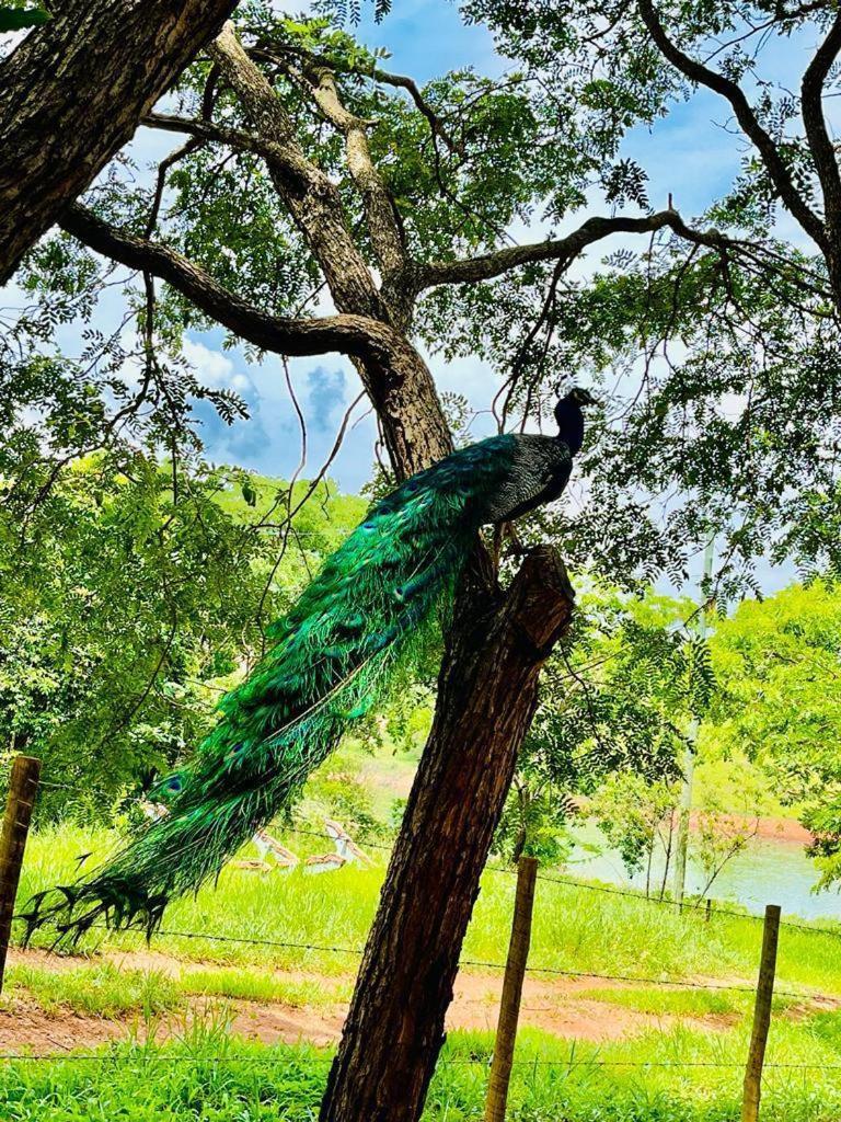 Pousada Do Lago Dutra Guapé Eksteriør billede